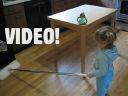 Mopping