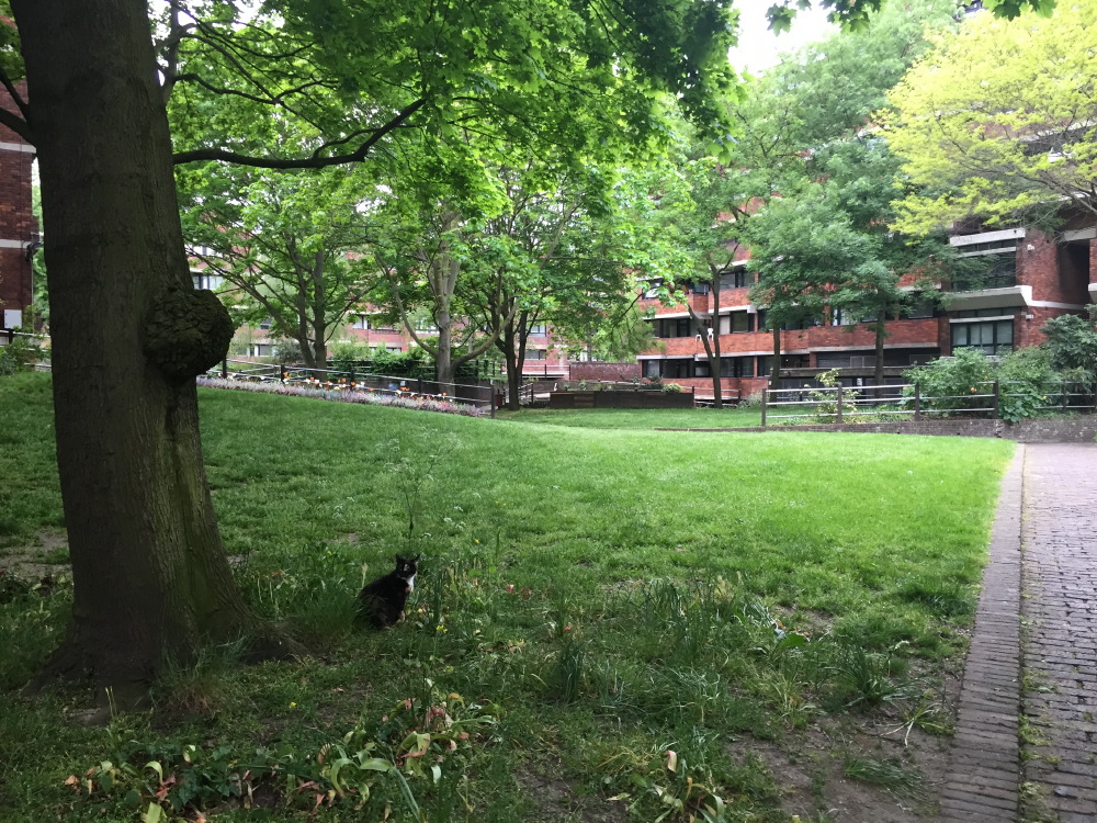 An English cat pauses in a park.
