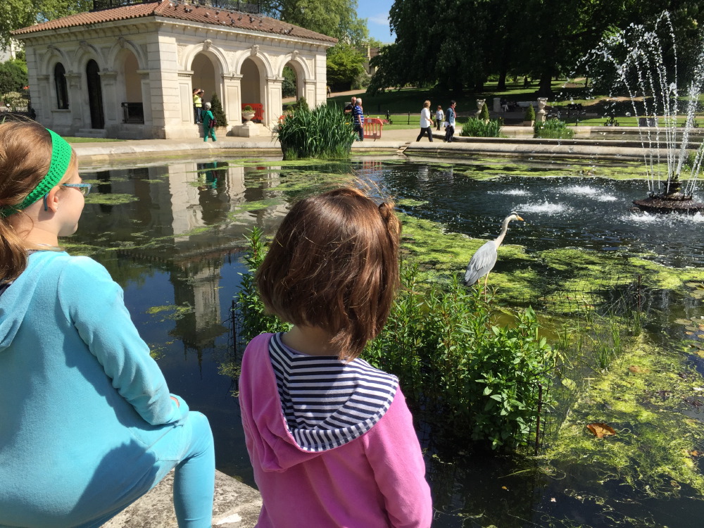 A blue heron at the Italian Gardens in Kensington.