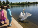 With a swan on Round Lake.